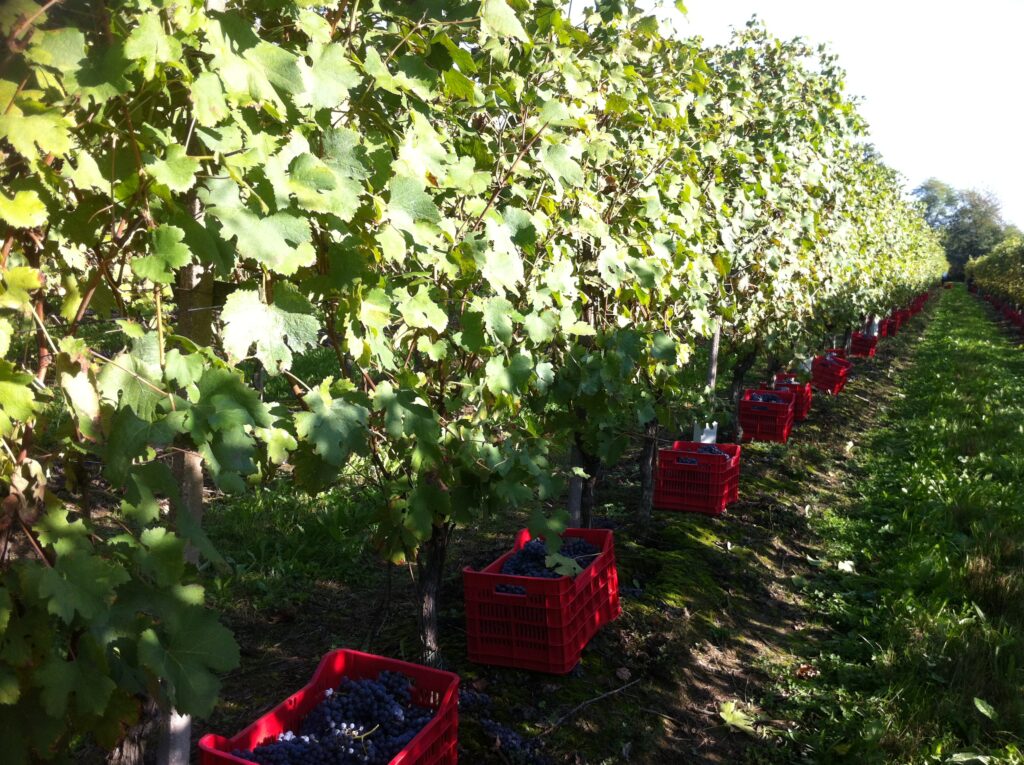 ヴァッラーナ ブドウ 収穫風景