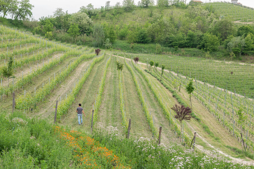 リヴェット ワイナリー風景