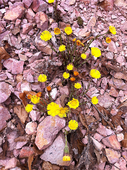 ヴァッラーナ 赤い石と花